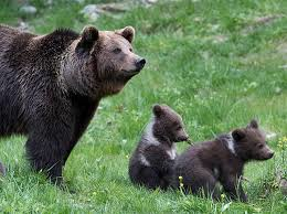 ours